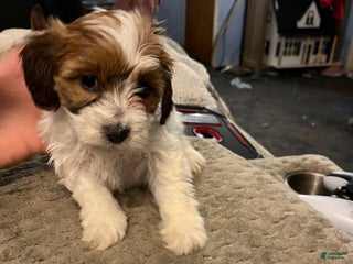 Mixed Breed dogs Mixed Breed Puppy 5 - Ad 8