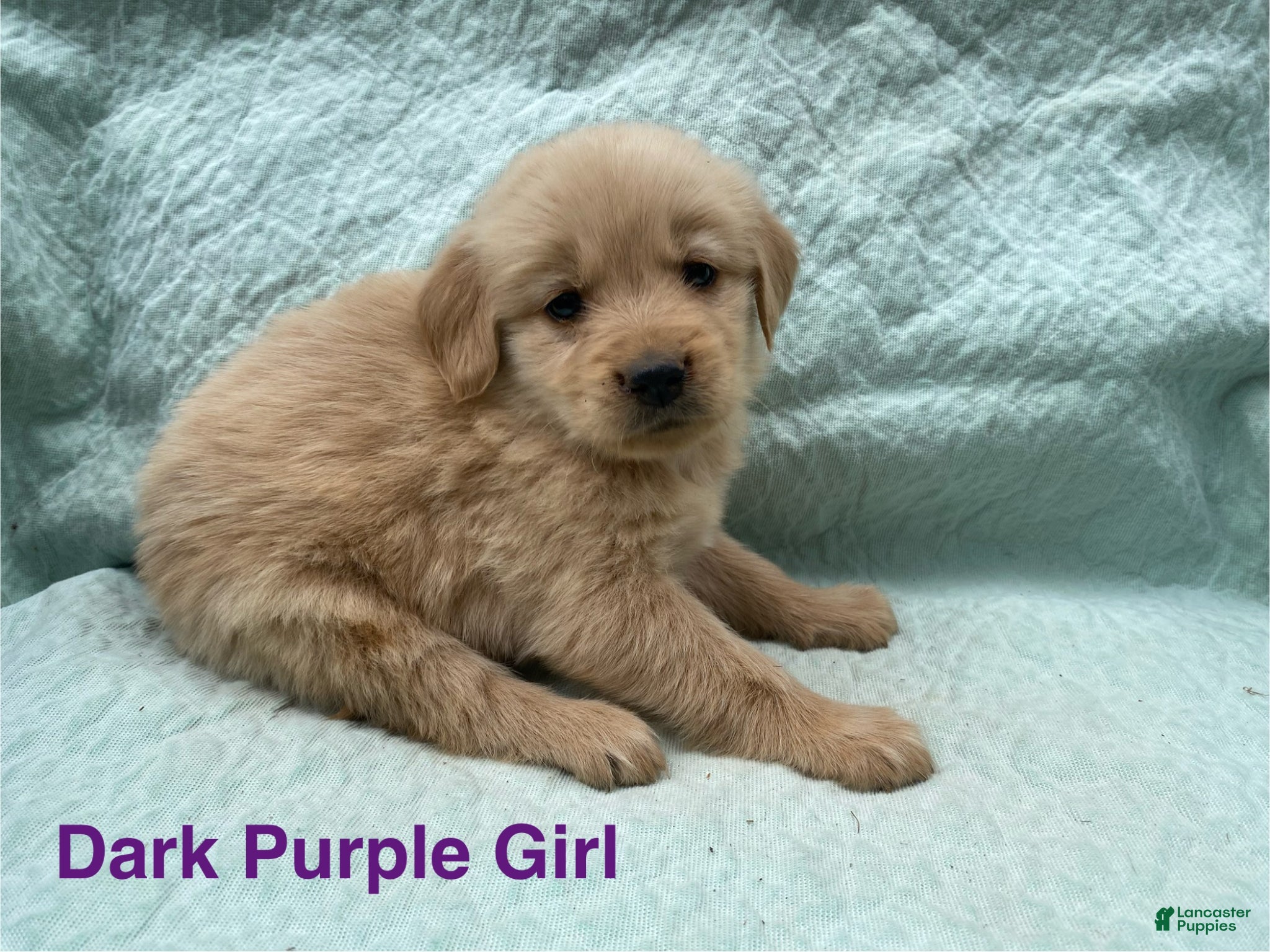 Golden Retriever dogs Golden Retriever dark purple girl - Ad 17