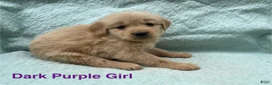 Golden Retriever dark purple girl