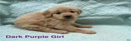 Golden Retriever dogs for sale: Golden Retriever dark purple girl - Ad 1