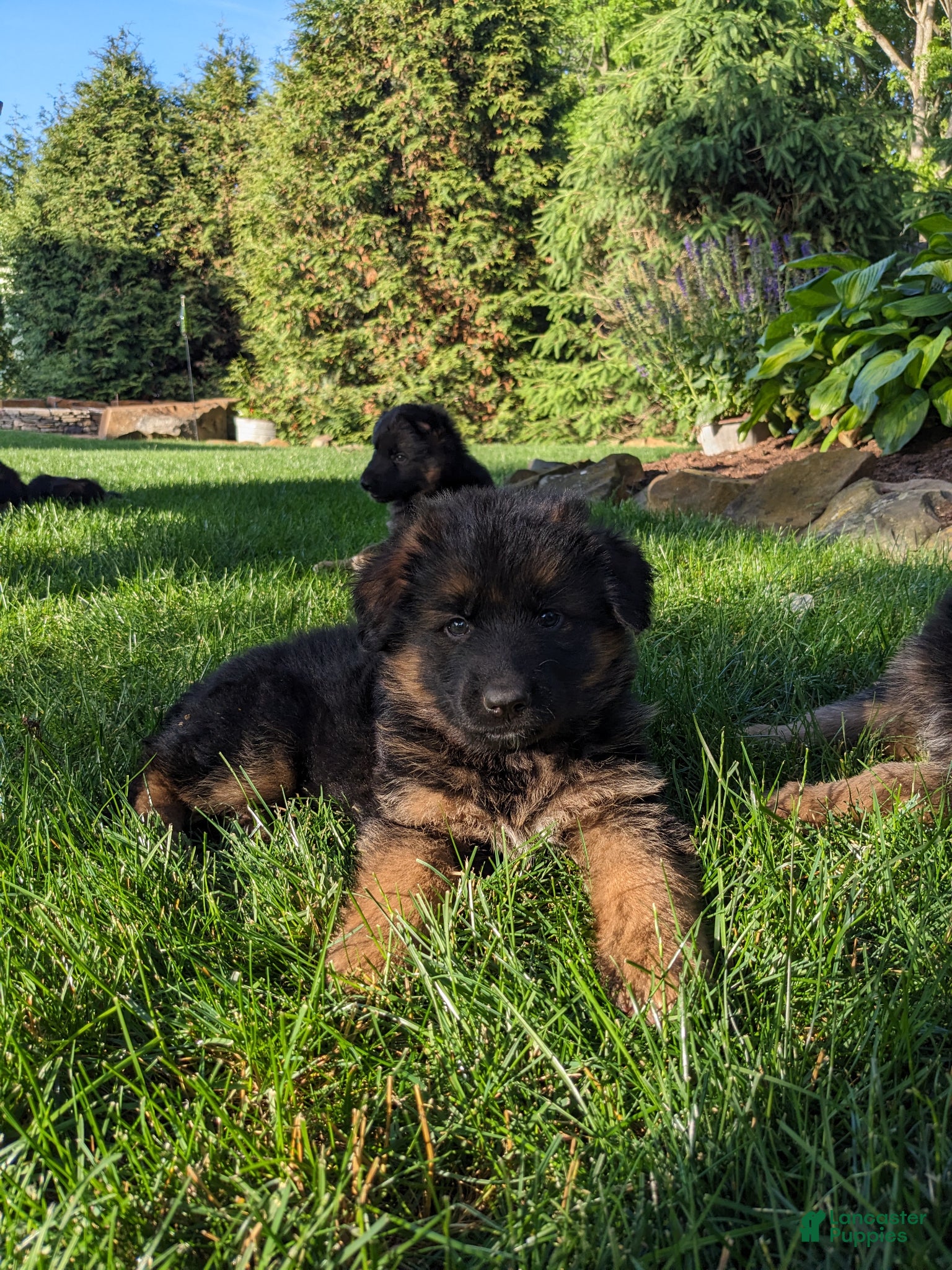German Shepherd dogs German Shepherd Puppy 2 - Ad 1
