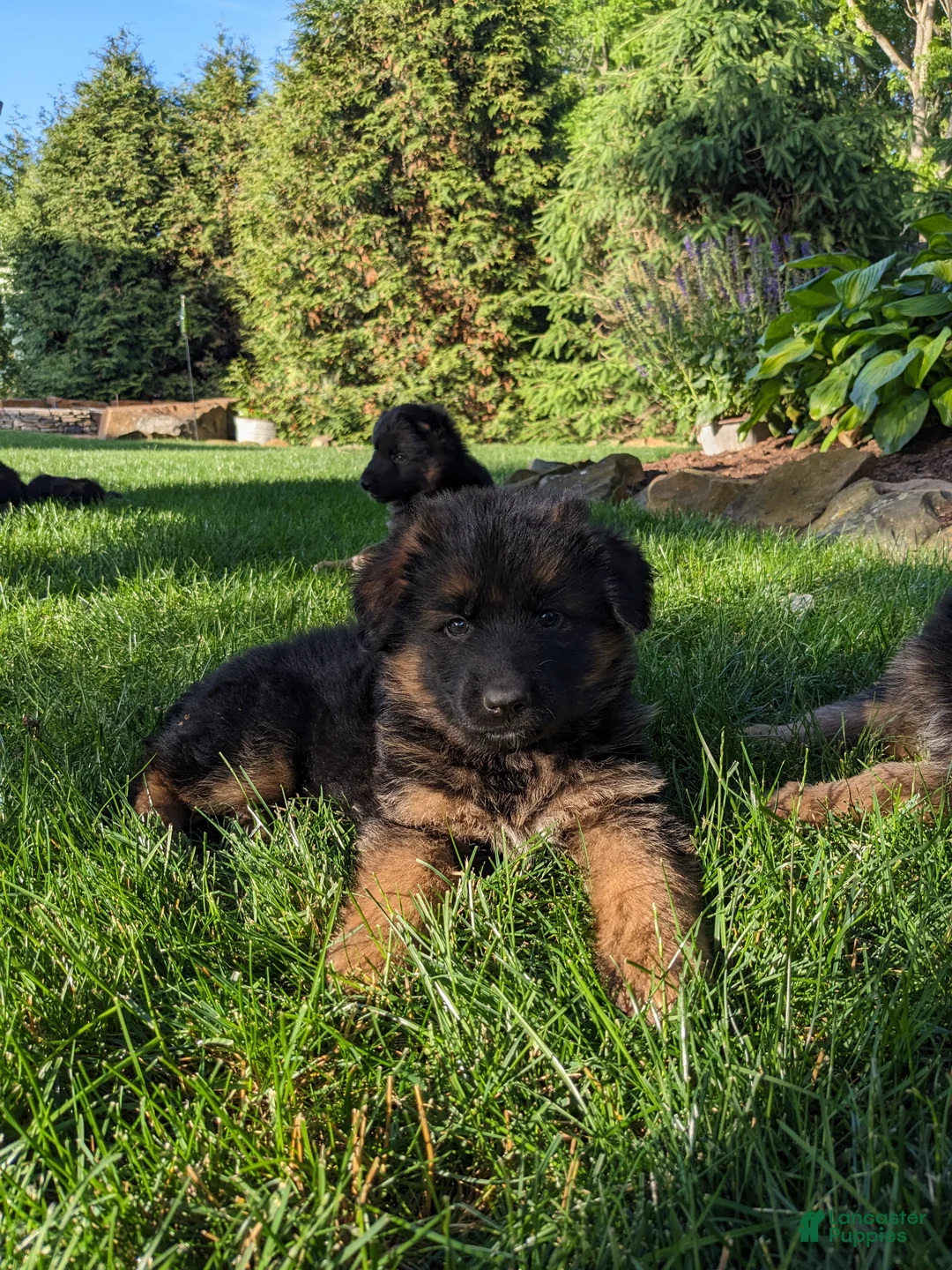 German Shepherd dogs for sale: German Shepherd Puppy 2 - Ad 1