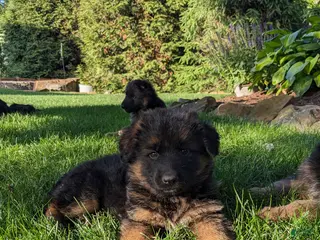 German Shepherd dogs for sale: German Shepherd Puppy 2 - Ad 3
