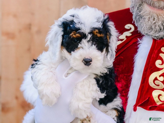 Bernedoodle dogs Mistletoe - Ad 3