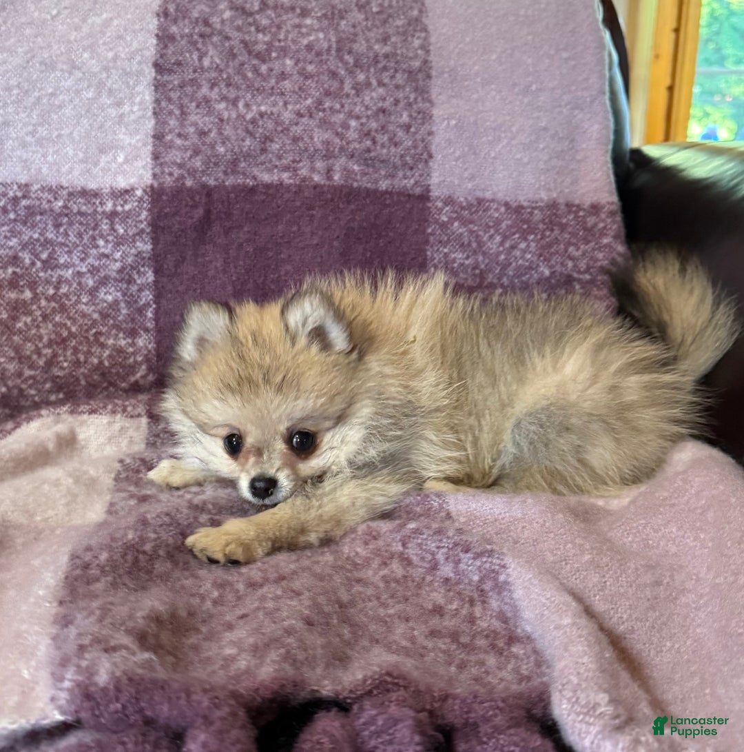 Pomeranian dogs for sale: Benji was his name~o - Ad 4