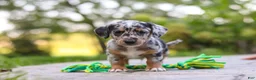 Mixed Breed dogs for sale: Moose - Ad 4