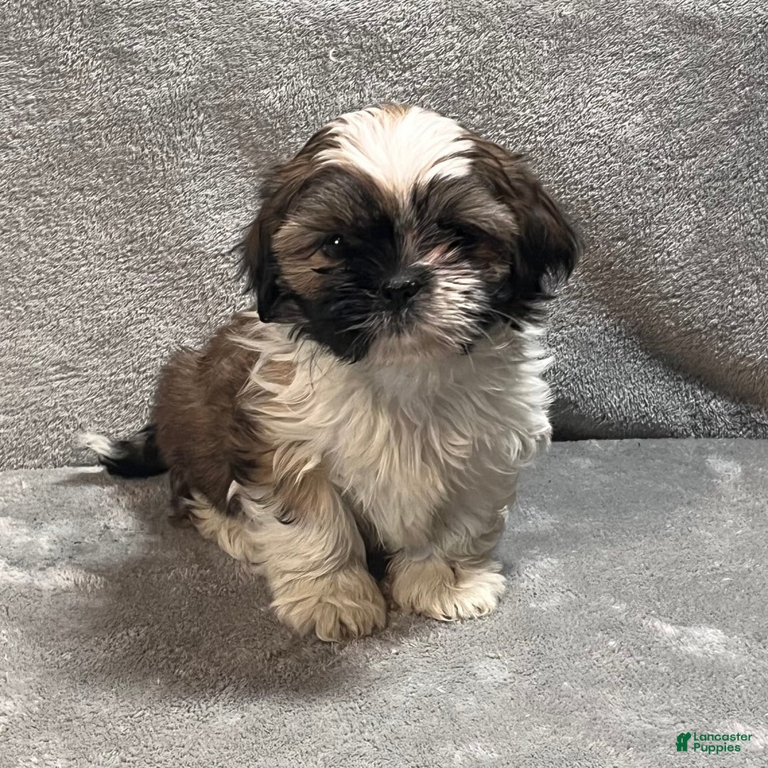 Shih Tzu dogs for sale: Harrison - Ad 4