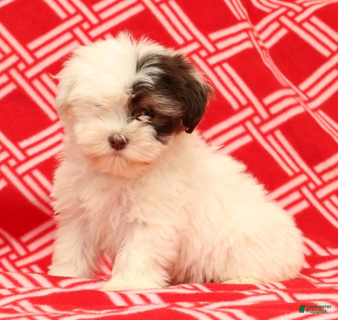 Havanese dogs for sale: Beth - Ad 4