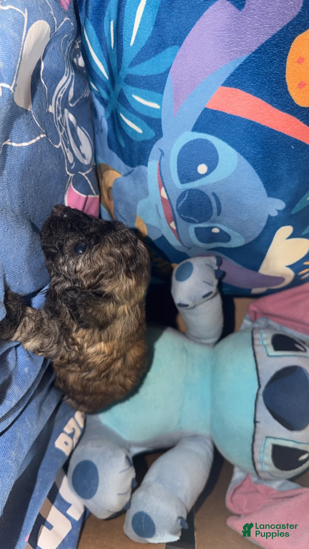 Teddy Bear dogs for sale: Teddy Bear - Noah - Ad 2