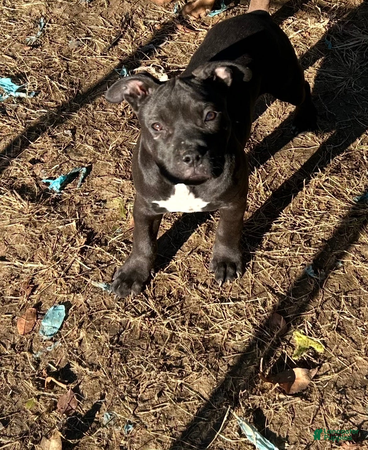 American Bully dogs for sale: Midnight  - Ad 1