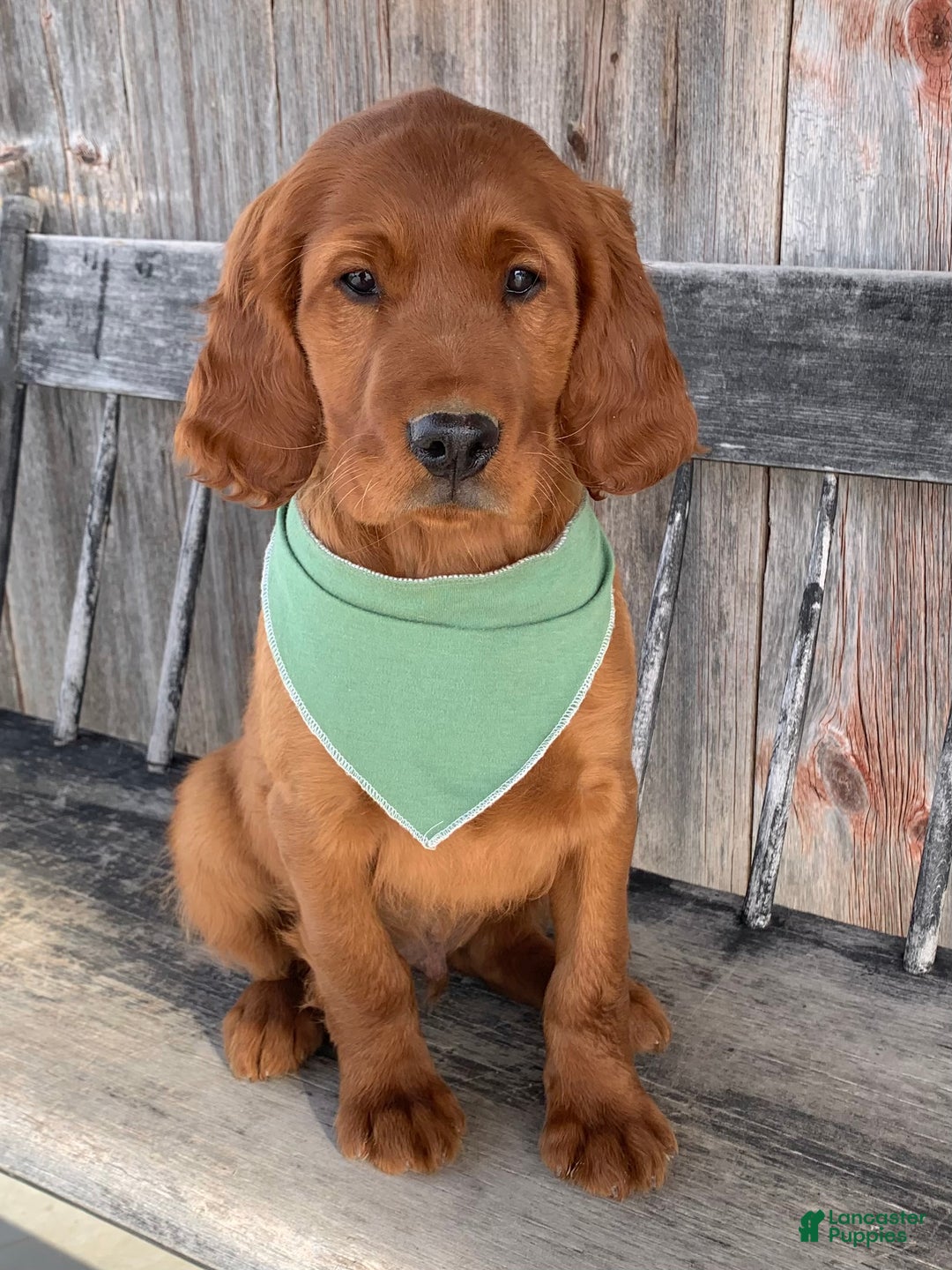 Irish Setter dogs for sale: Murphy - Ad 5