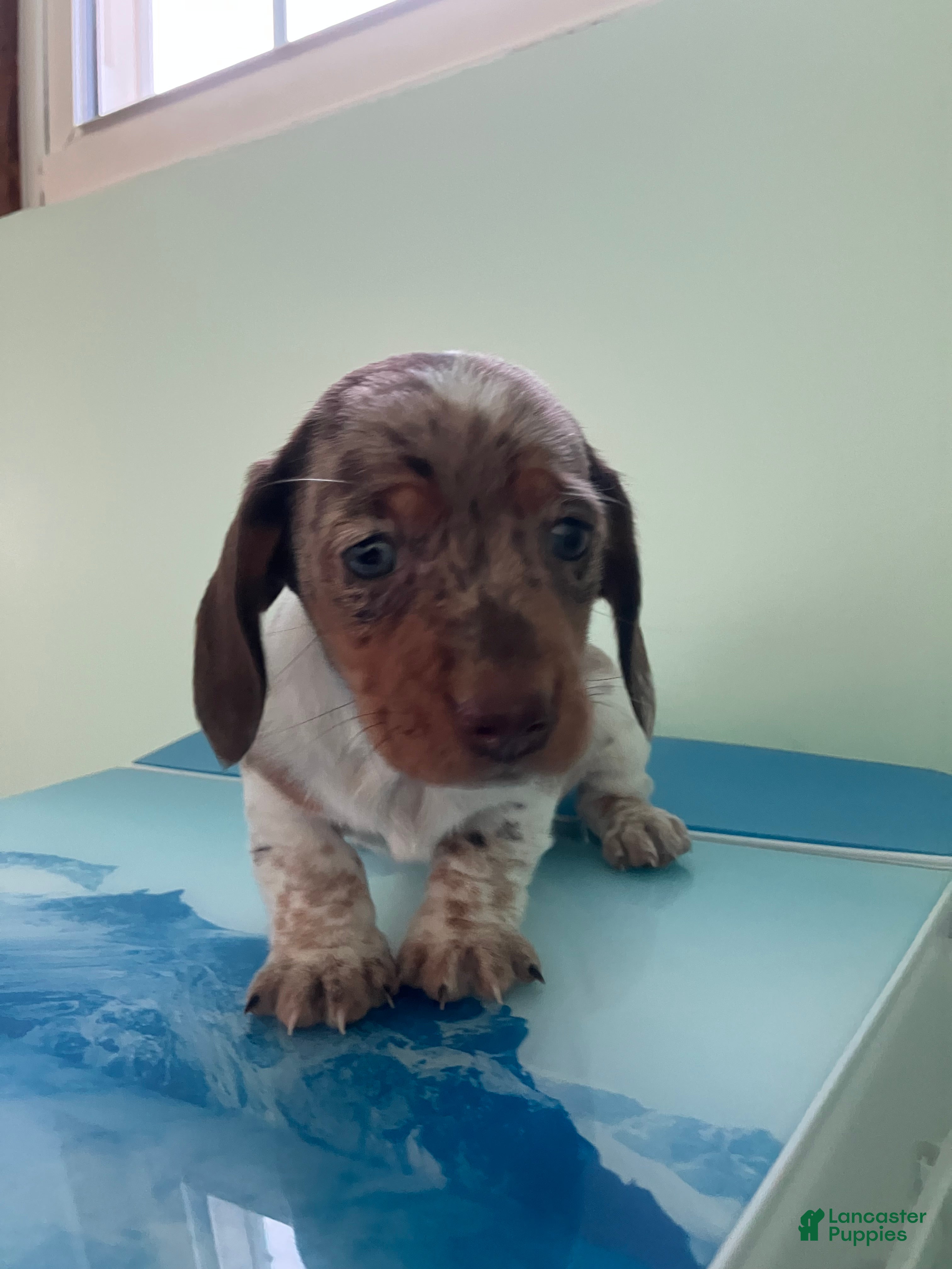 Miniature Dachshund dogs Akc Lillian - Ad 4