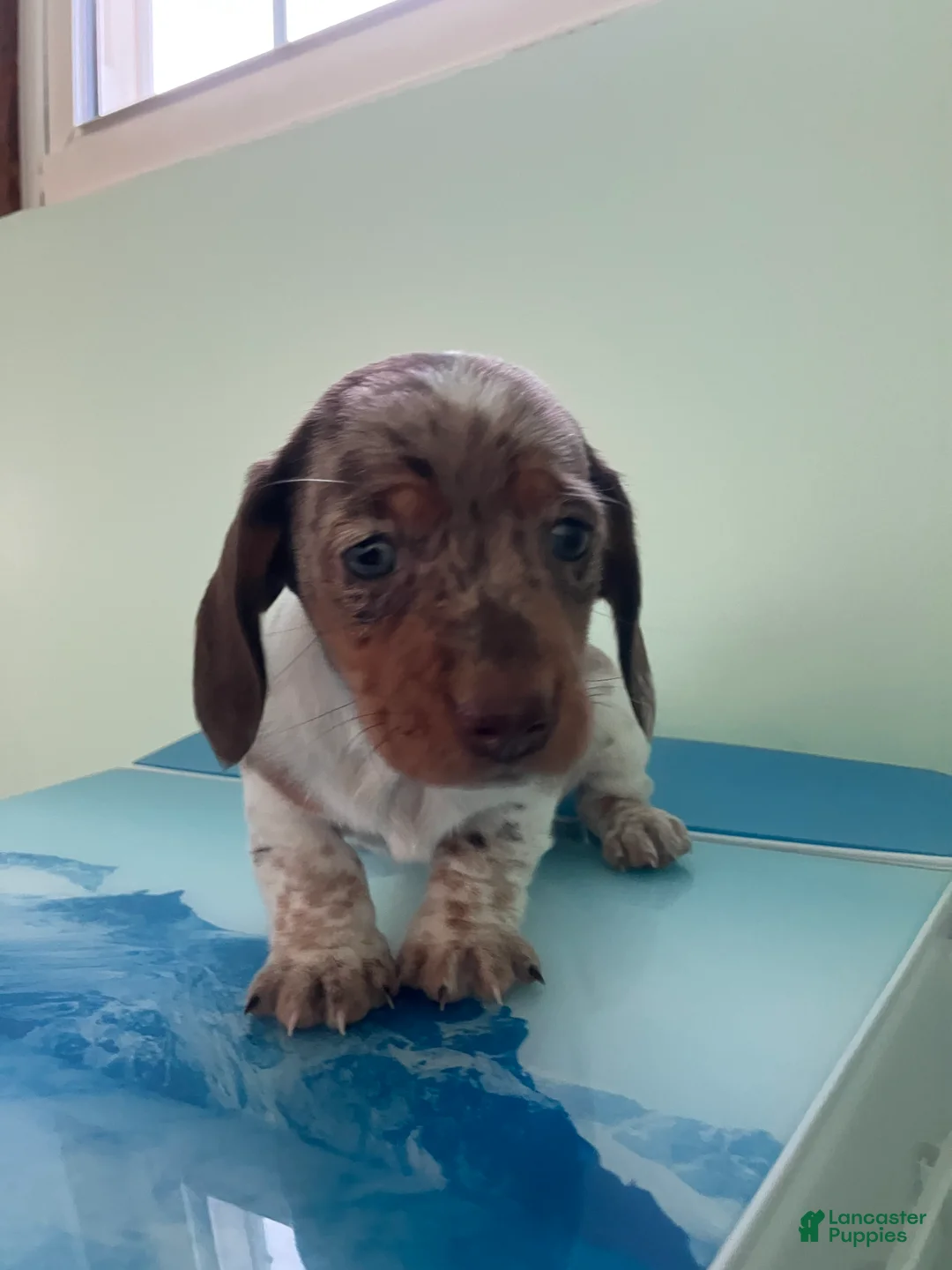 Miniature Dachshund dogs for sale: Akc Lillian - Ad 1