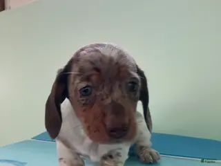 Miniature Dachshund dogs Akc Lillian - Ad 4