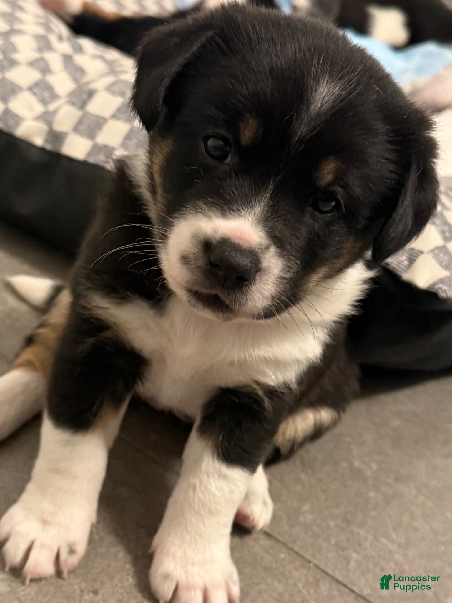 Mixed Breed dogs Corazon - Ad 10