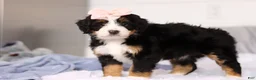 Mini Bernedoodle dogs for sale: Scarlett - Ad 5