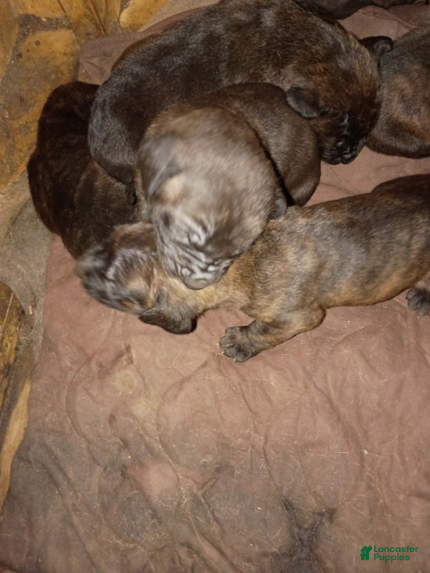 Cane Corso dogs Cane Corso 4 - Ad 17
