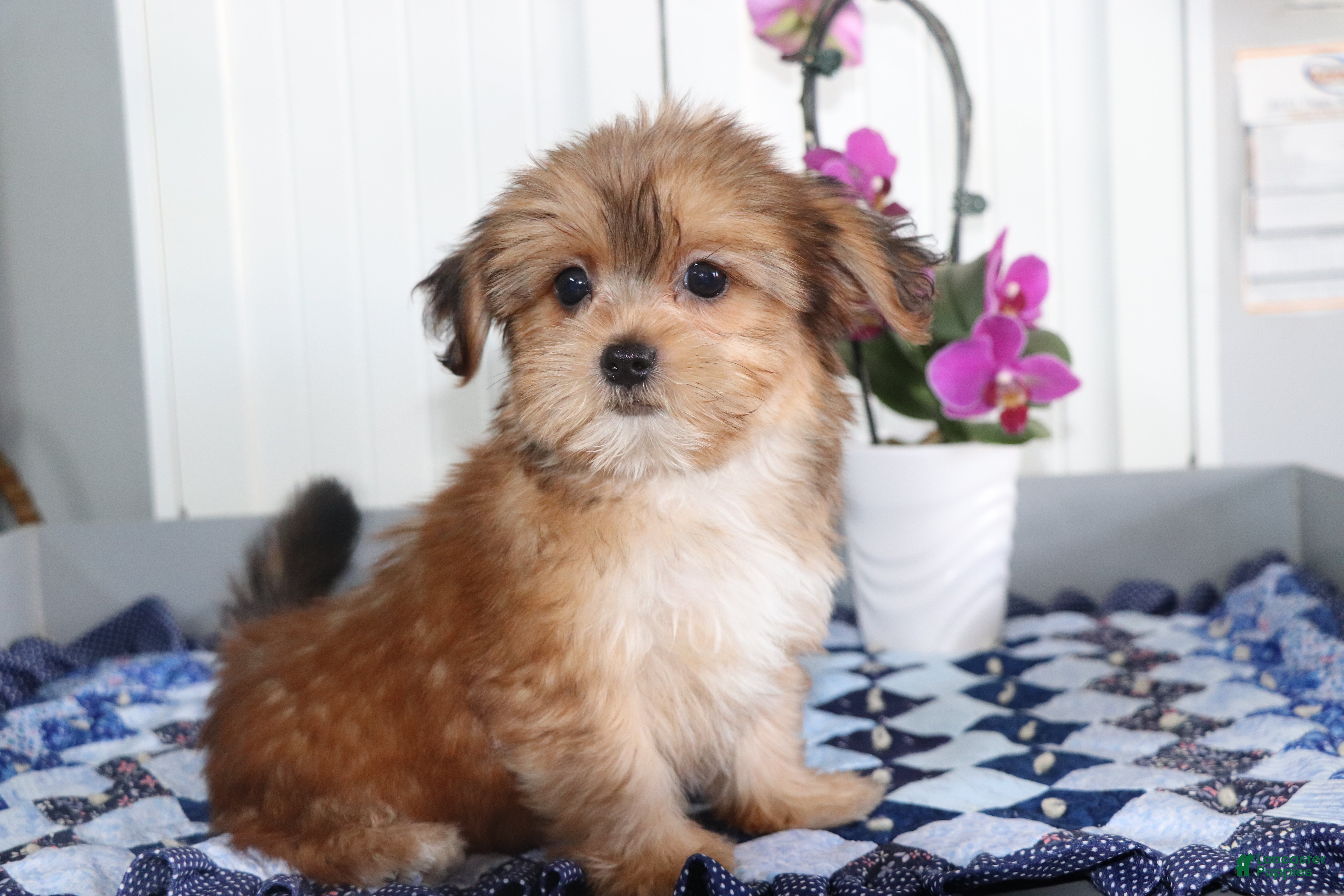 Shorkie dogs Daisy - Ad 1