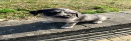 Mixed Breed dogs for sale: Josie - Ad 4