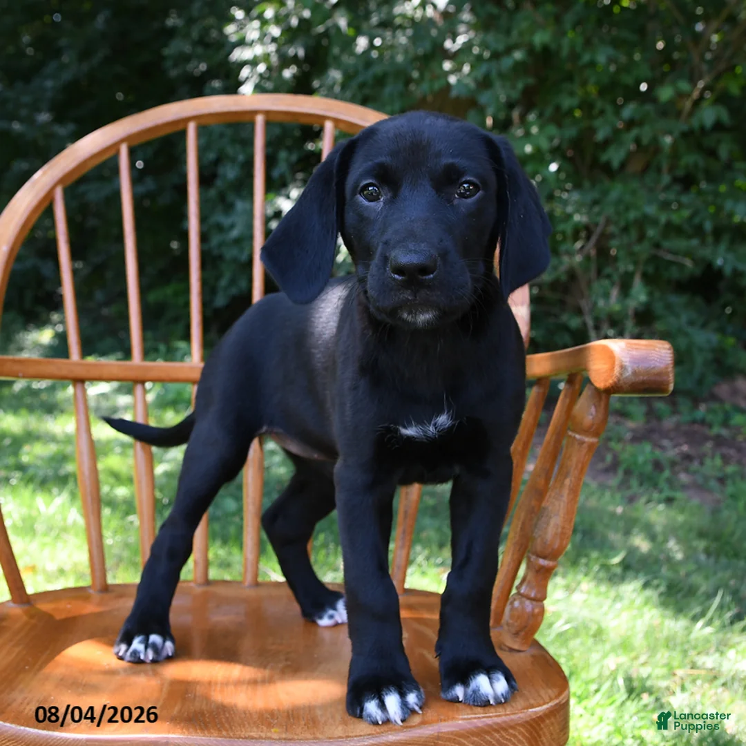 Mixed Breed dogs for sale: Linie - Ad 1