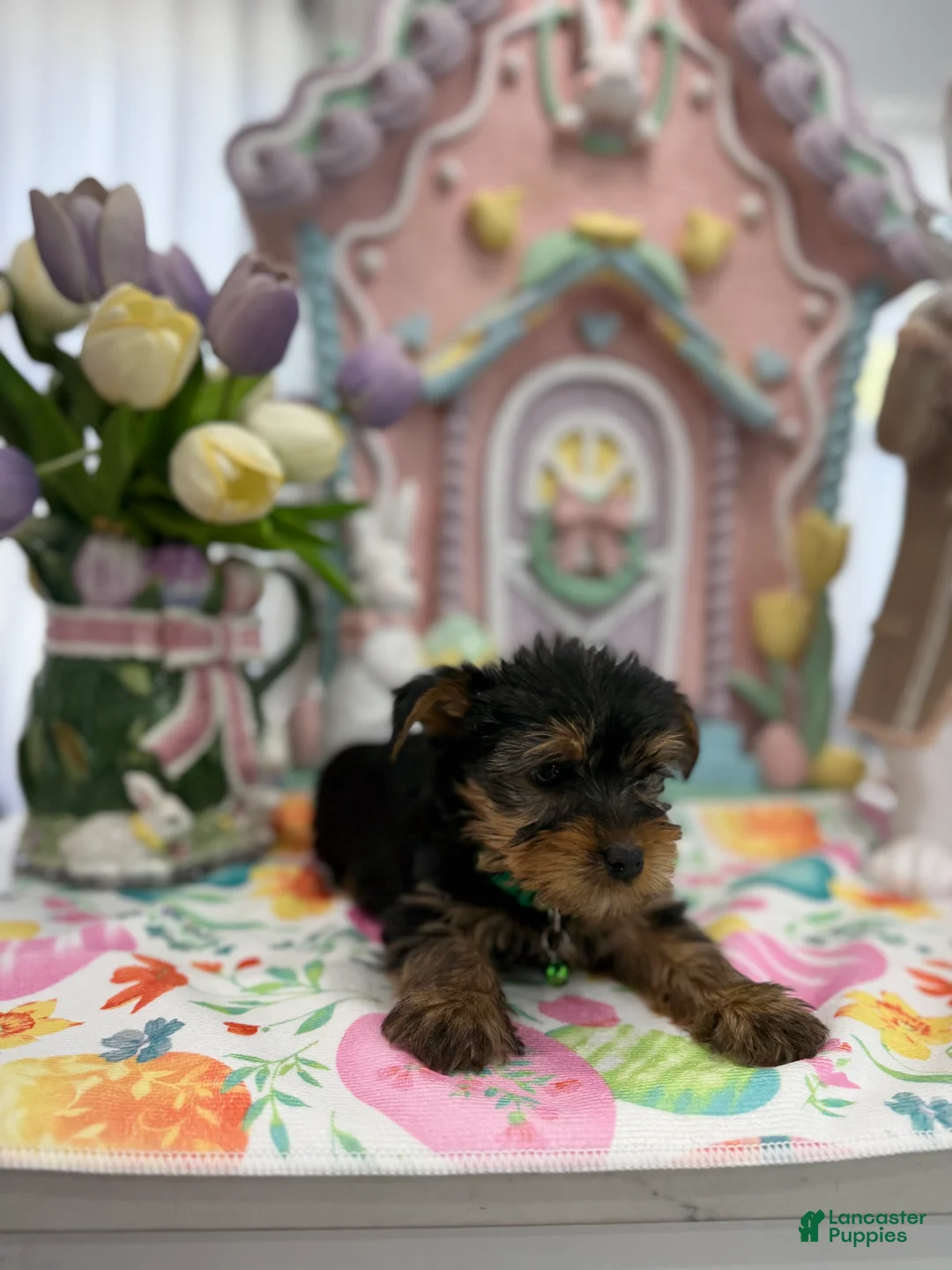 Yorkshire Terrier dogs for sale: Franky - Ad 1