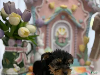 Yorkshire Terrier dogs Franky - Ad 17