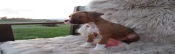 Boxer dogs for sale: Bozo - Ad 4