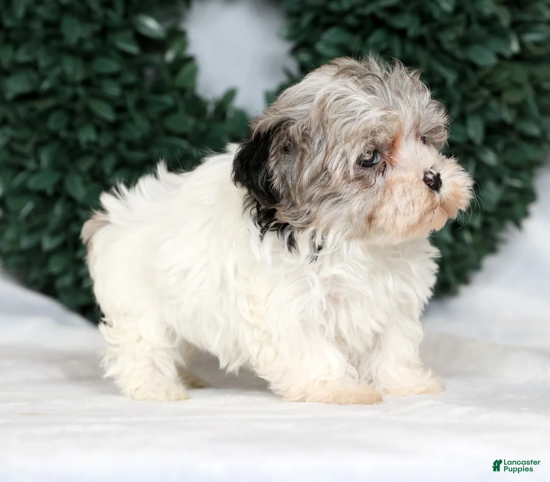 Havapoo dogs for sale: Jill - Ad 8