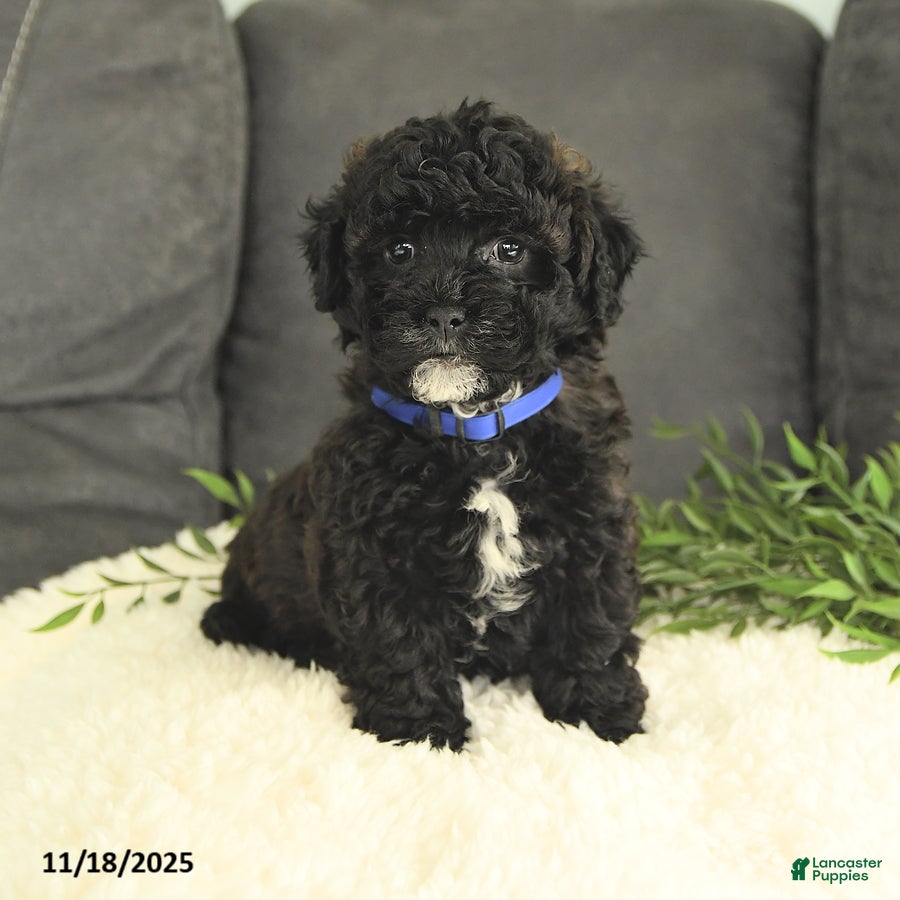 Mixed Breed dogs Mickey - Ad 2