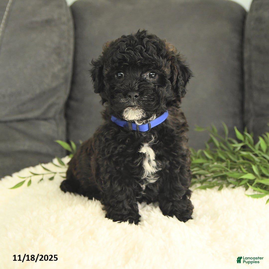 Mixed Breed dogs for sale: Mickey - Ad 1