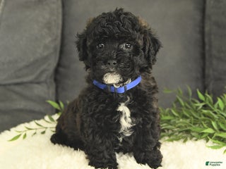 Mixed Breed dogs Mickey - Ad 30