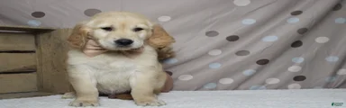 Pumpernickel 
