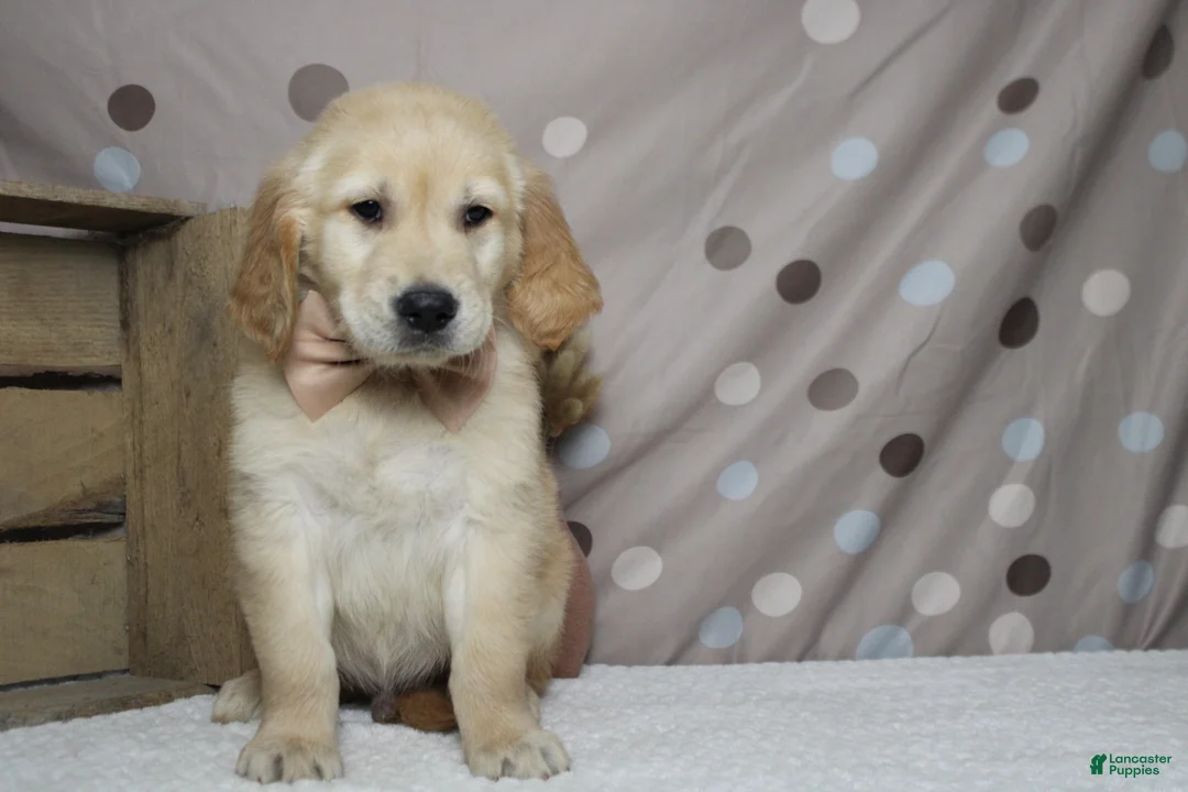 Golden Retriever dogs for sale: Pumpernickel  - Ad 1