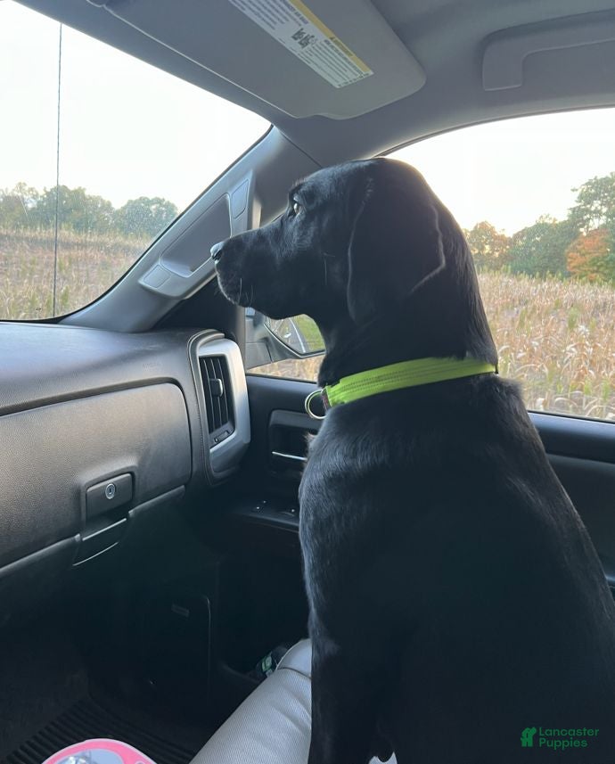 Labrador Retriever dogs Labrador Retriever - Royal Blue Collar - Ad 2