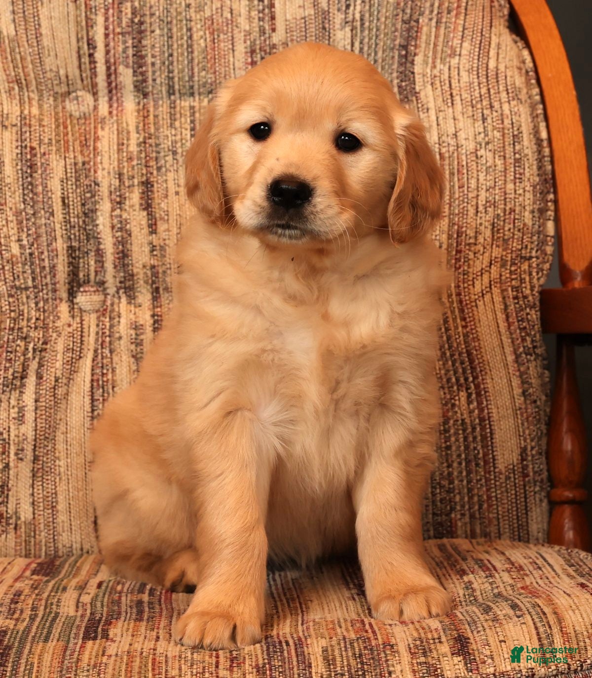 Golden Retriever dogs Crystal - Ad 32