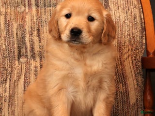 Golden Retriever dogs Crystal - Ad 37