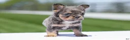 French Bulldog dogs for sale: Jason - Ad 5