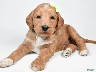 Standard Poodle dogs Freddy - Ad 37