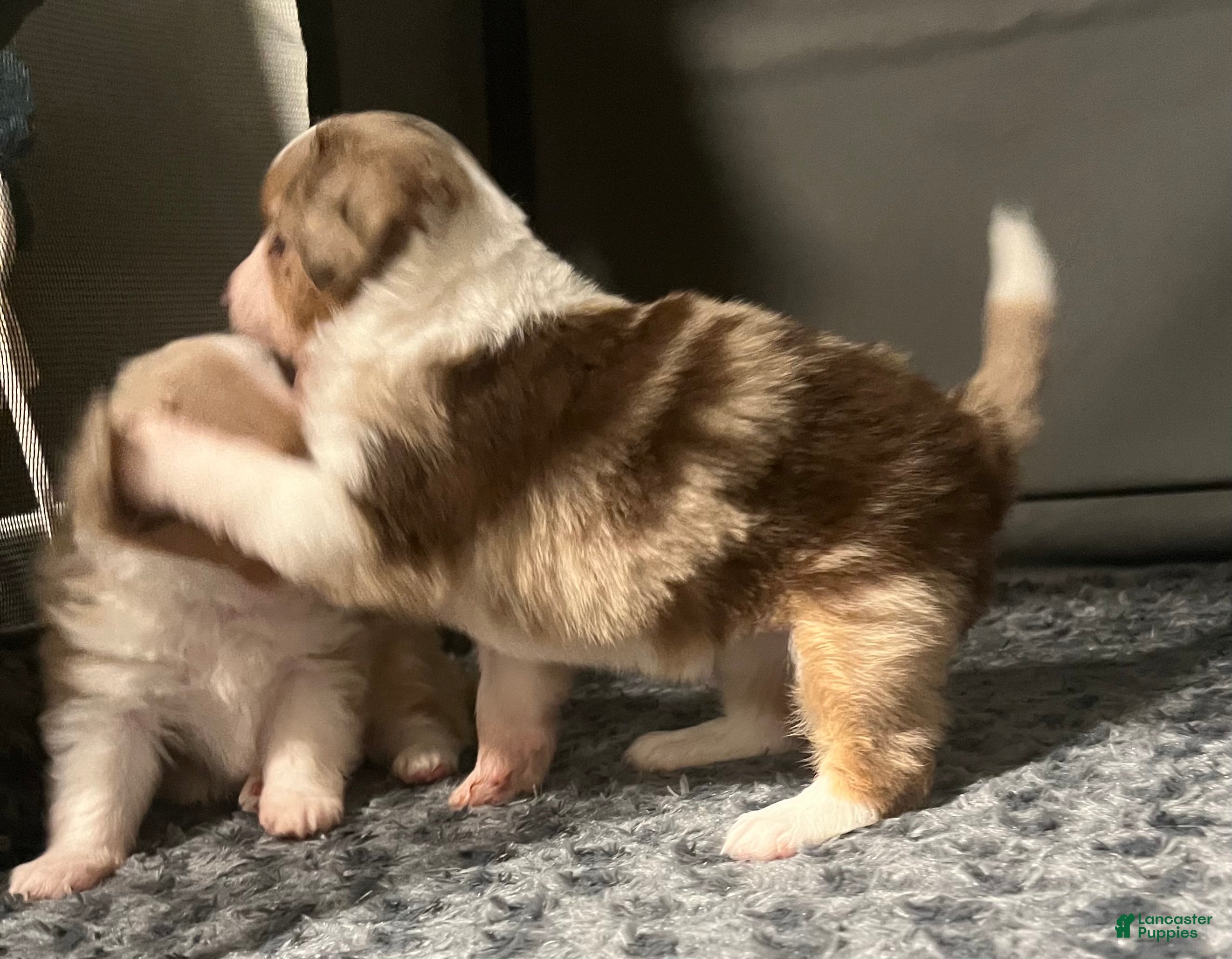 Toy Australian Shepherd dogs Toy Australian Shepherd Minnie Mouse - Ad 2