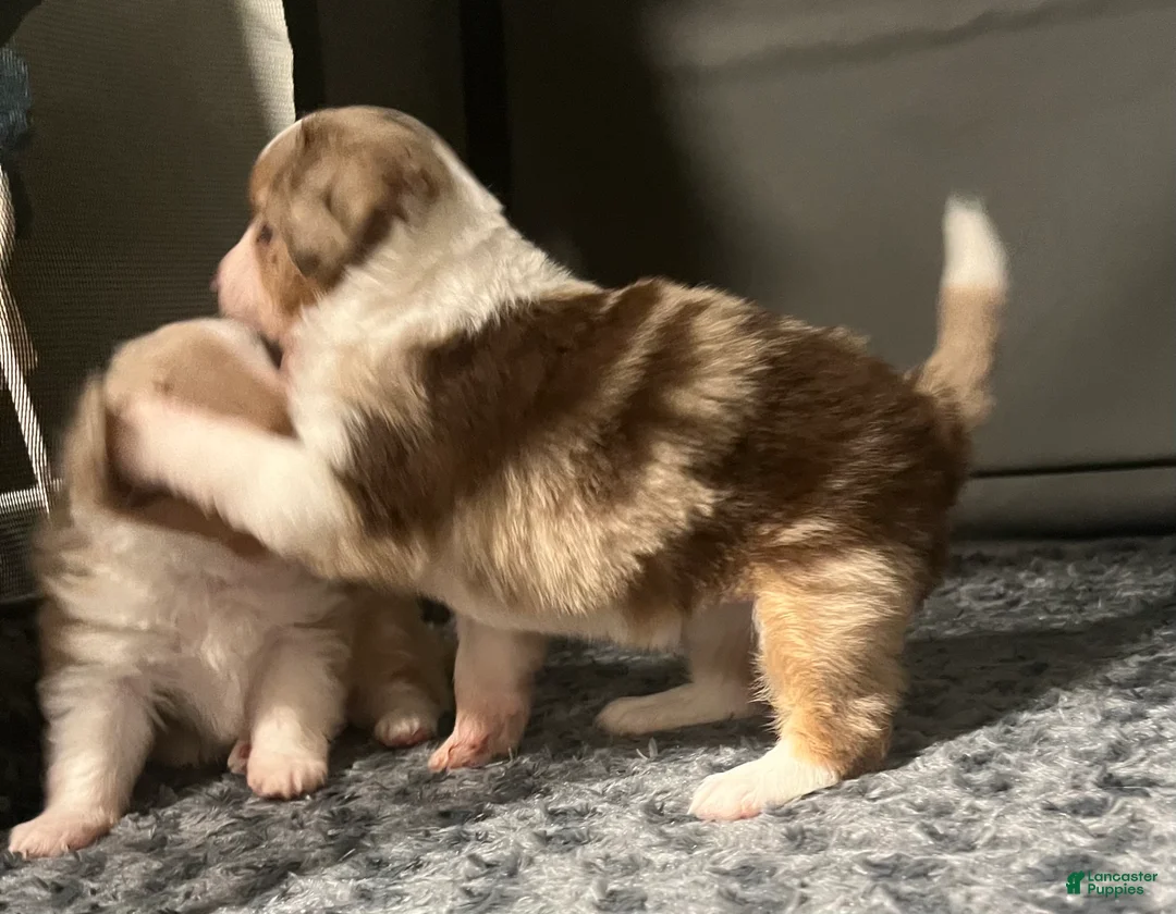 Toy Australian Shepherd dogs for sale: Toy Australian Shepherd Minnie Mouse - Ad 3