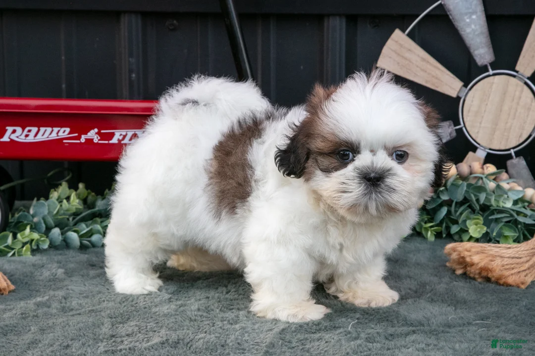 Shih Tzu dogs for sale: Cooper - Ad 2