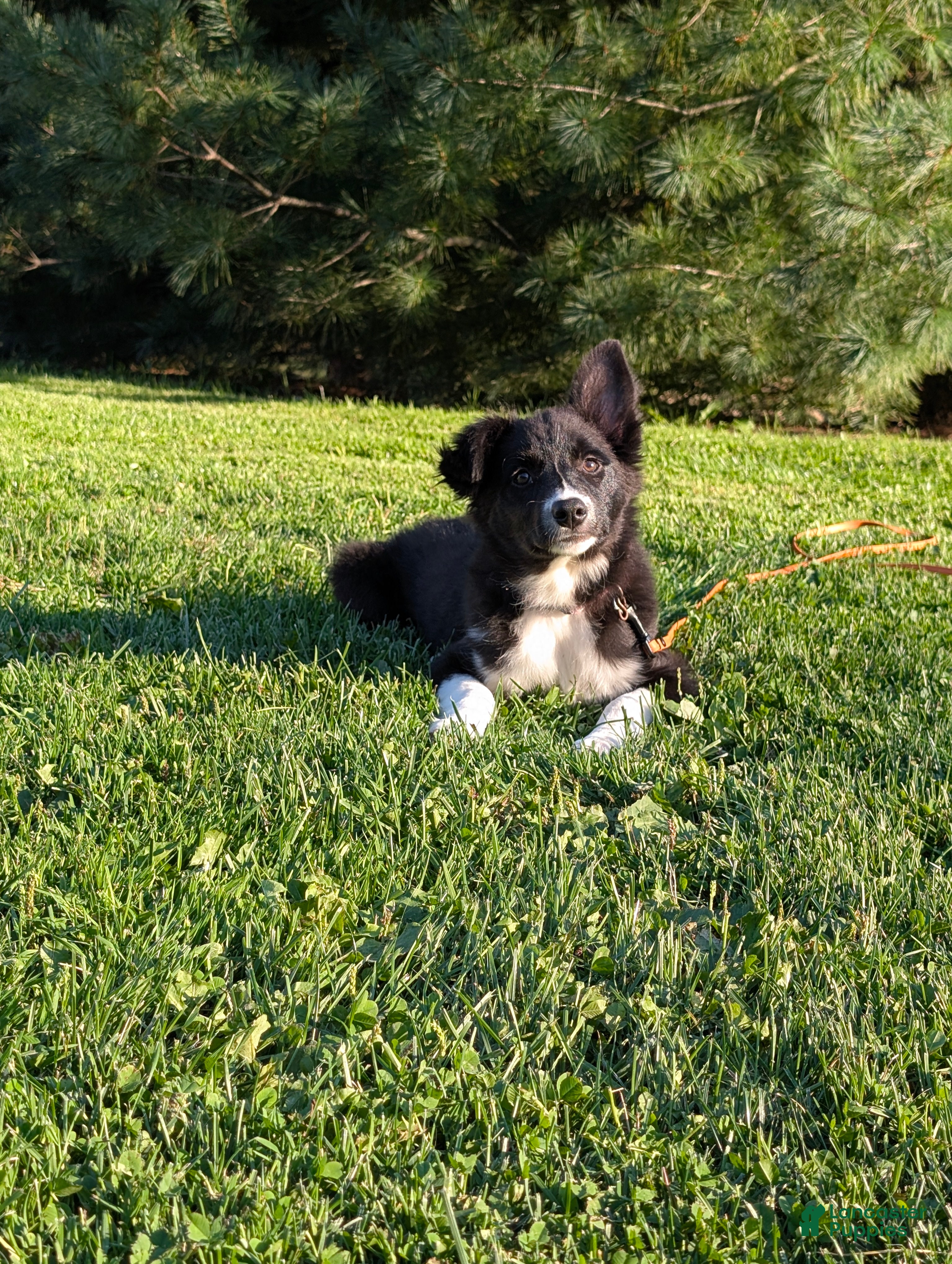 Border Collie dogs Lacey - Ad 2