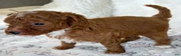 Toy Poodle dogs for sale: Xander - Ad 11