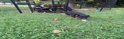 German Shepherd dogs for sale: German Shepherd 3 - Ad 3