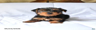 Milo