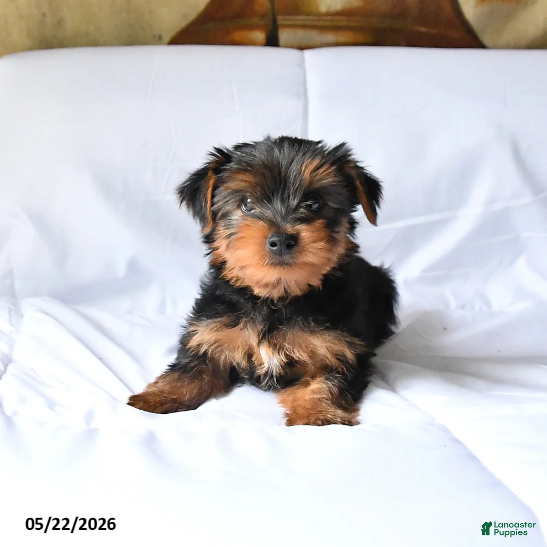 Yorkshire Terrier dogs for sale: Milo - Ad 1