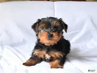 Yorkshire Terrier dogs for sale: Milo - Ad 1