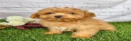 Yorkiepoo dogs for sale: Theo Yorkiepoo  - Ad 3