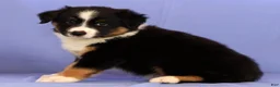 Miniature Australian Shepherd dogs for sale: Benny - Ad 4