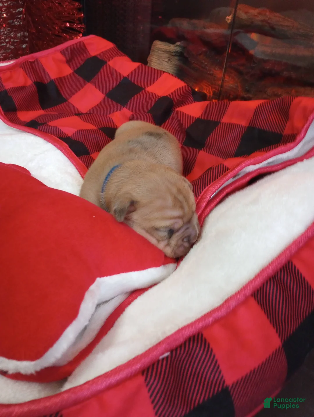 Olde English Bulldogge dogs for sale: Olde English Bulldogge Puppy 1 - Ad 8